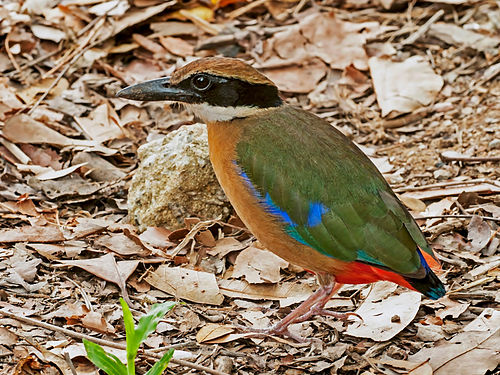 Mangrove pitta